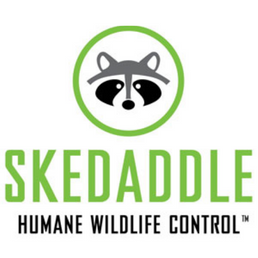 Skedaddle