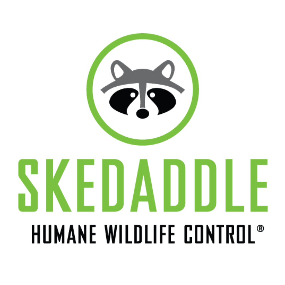 Skedaddle