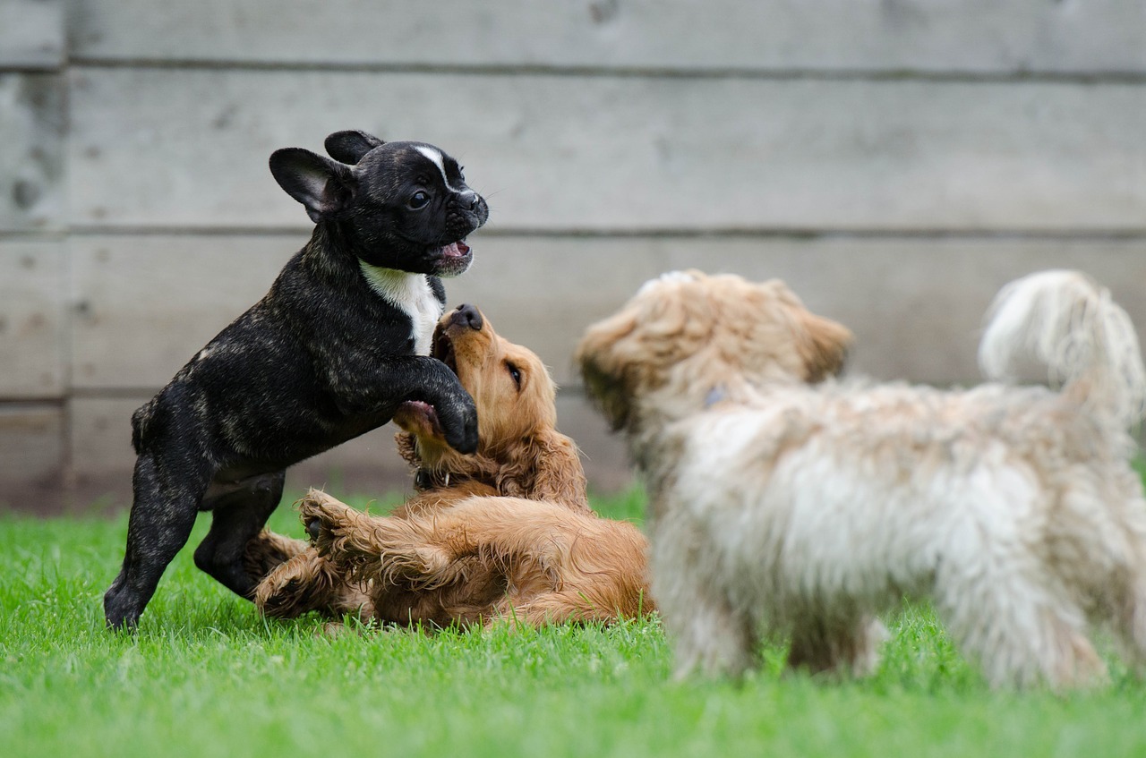Very Successful Dog Boarding Business for Sale